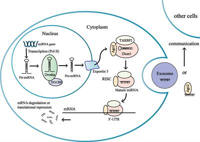 Future Directions in Diagnosis, Prognosis and Disease Monitoring of Adrenocortical Carcinoma: Novel Non-Invasive Biomarkers